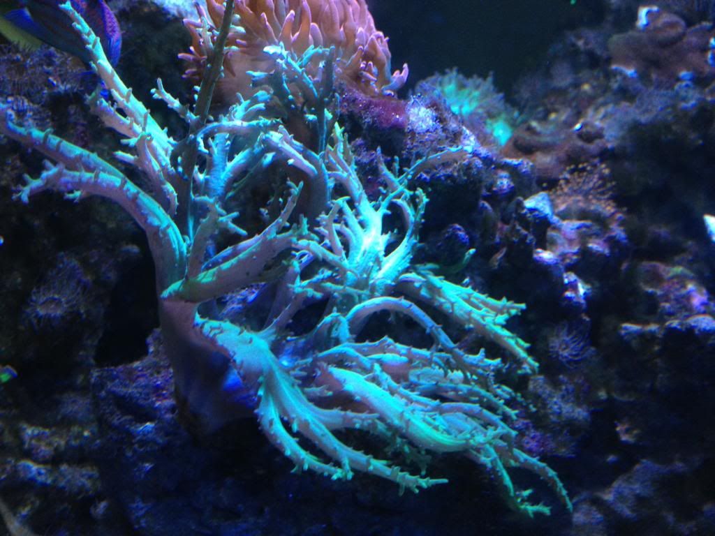 LPS, Todd's torch and soft coral for sale Reef Central Online Community